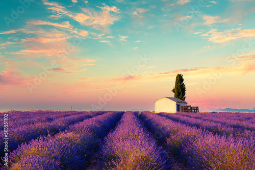 Small house with cypress tree in lavender fields at sunset near Valensole, Provence, France. Beautiful summer landscape. © smallredgirl