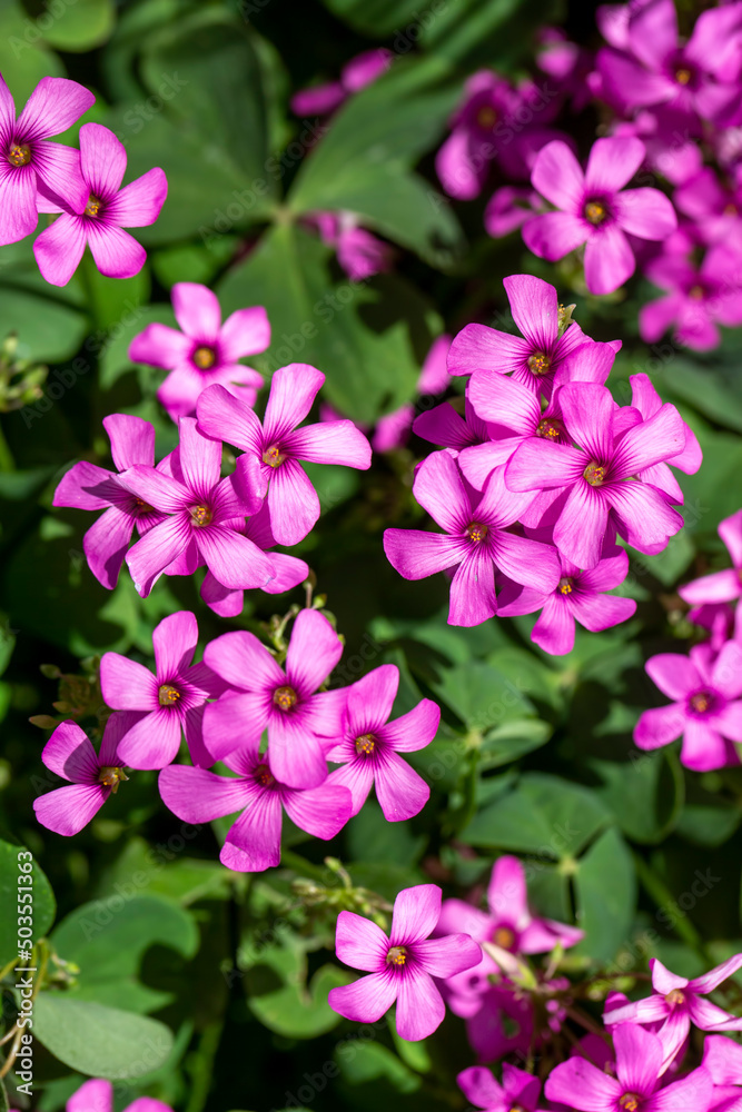 Wild flower; Scientific name; oxalis debilis Wild flower; Scientific name; oxalis debilis