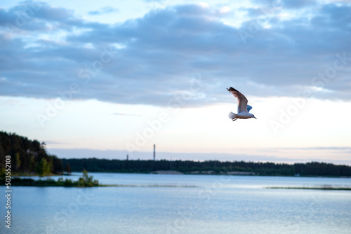 a seagull flying over the water in the evening
