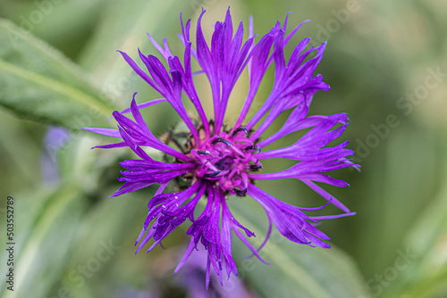 close up of flower