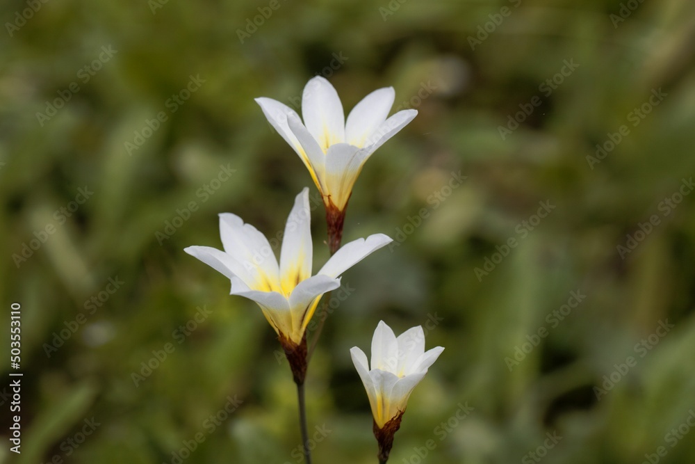 Blossom of a wandflower, Sparaxis tricolor Blossom of a wandflower, Sparaxis tricolor