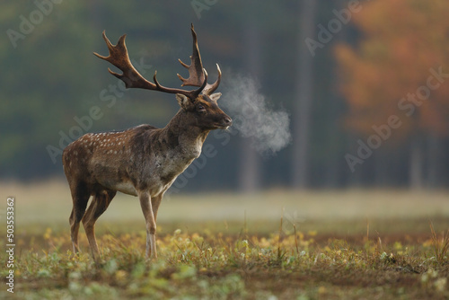 Print op canvas Selective focus shot of European fallow deer