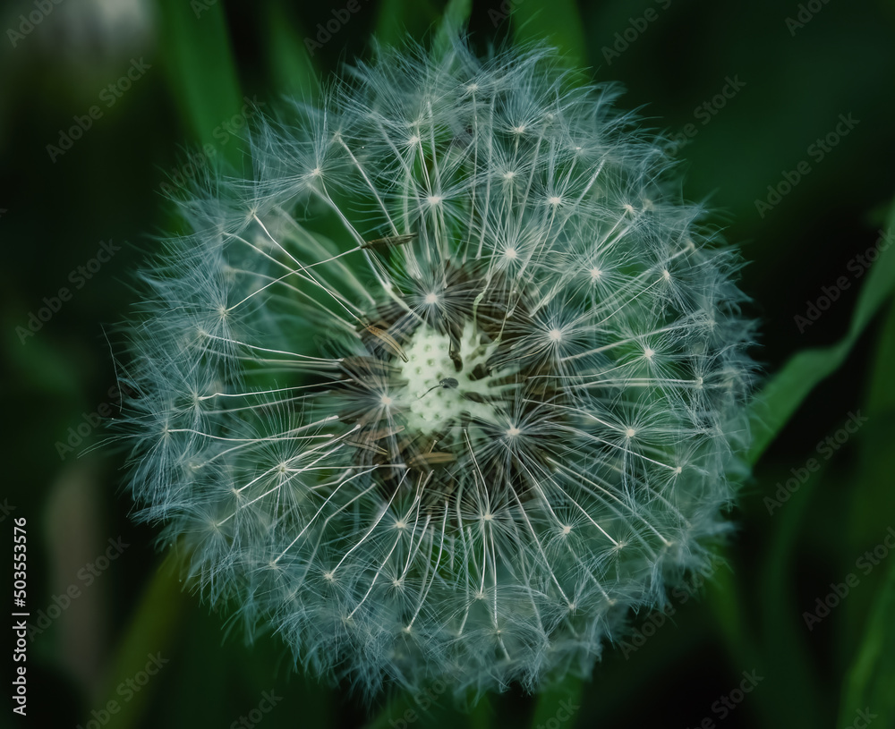 Fototapeta premium Pusteblume