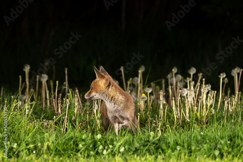 A young fox cub  Vulpes vulpes  photographed at night in grass