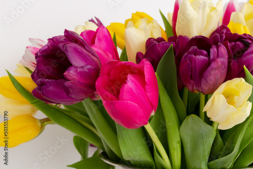 Bright colorful natural background with fresh tulips  spring flowers  yellow  pink colors shooted above white background