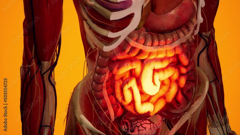 Anatomical 3D animation of digestive system. Showing the transparent body, highlighting the intestine and stomach.
