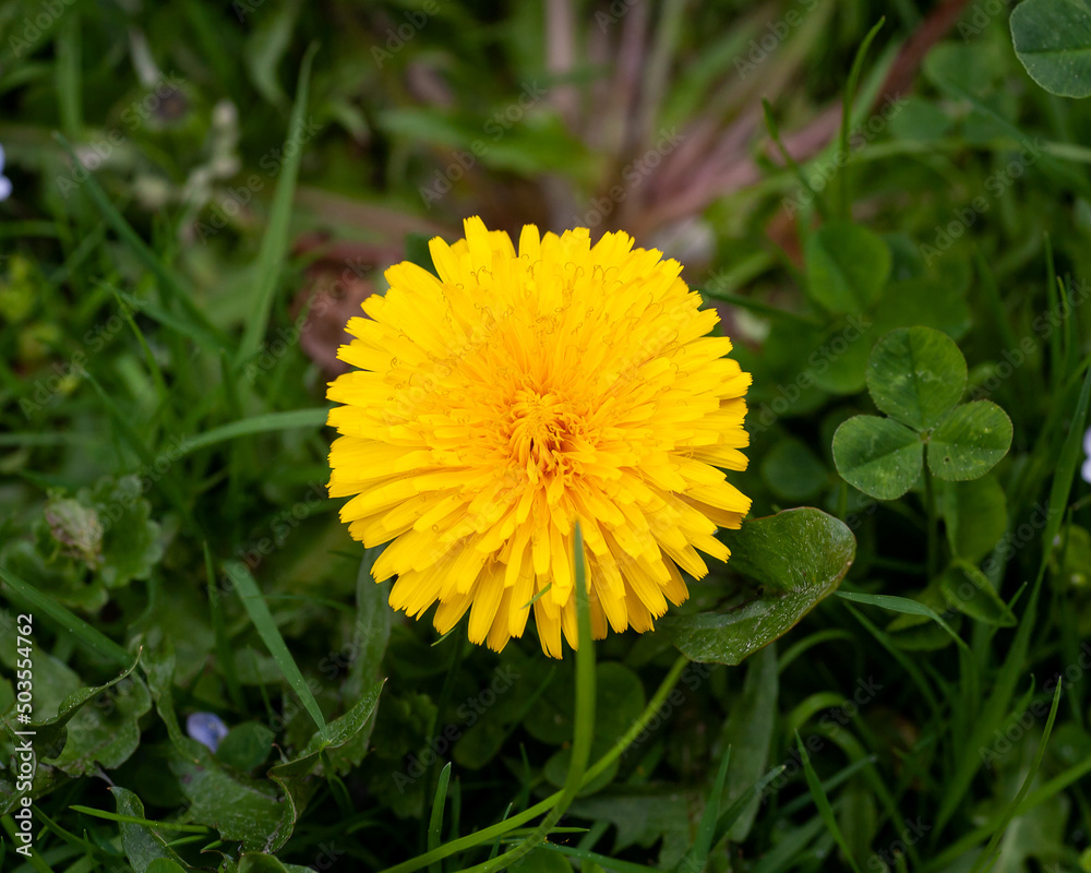 Yellow flower. Against the background of green grass. Macro. Yellow flower. Against the background of green grass. Macro.