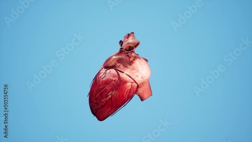Anatomical 3D animation of the heart. Heart's muscle and vessels structure. photo