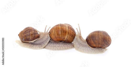 Thee beautiful snails.
