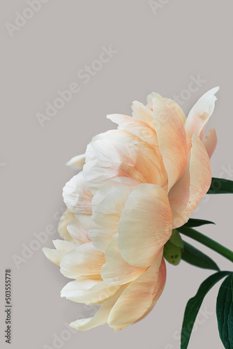 Fototapeta Naklejka Na Ścianę i Meble -  Blooming fluffy orange white peony flower close up on elegant minimal pastel beige background. Creative floral composition. Stunning botany wallpaper or vivid greeting card.
