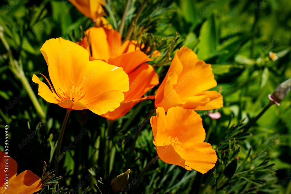 california poppies under the sun (Eschscholzia californica)