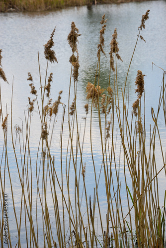 reeds and water