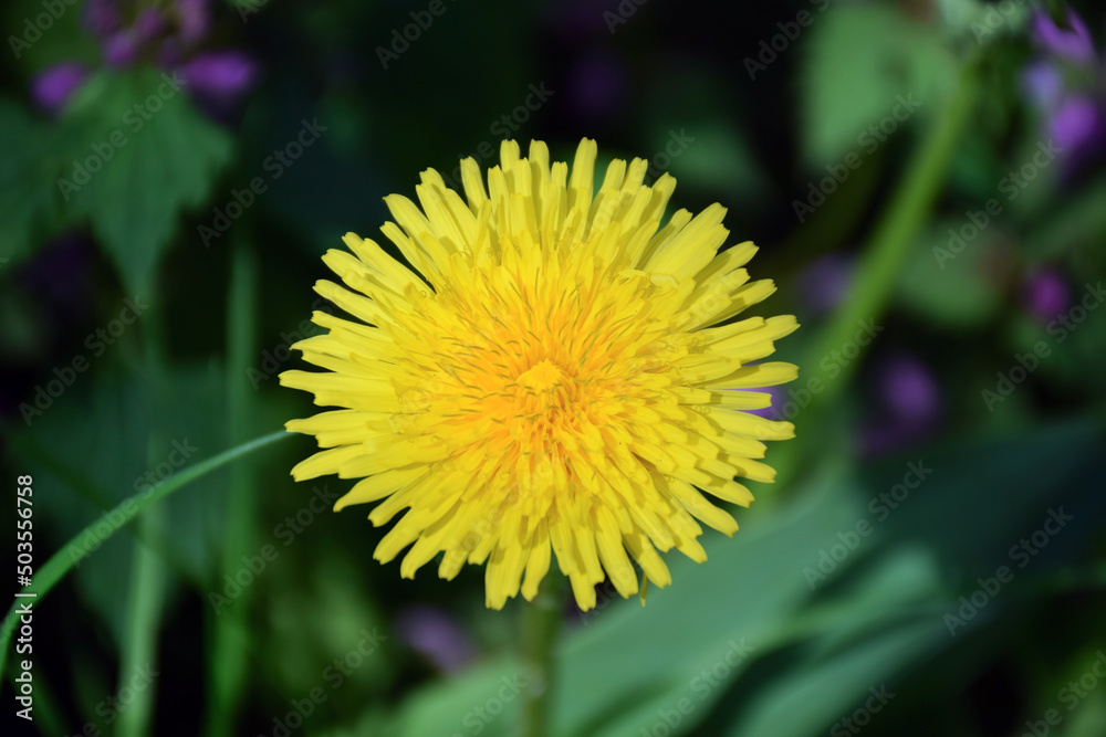 Yellow dandelion flower in the middle of the frame close-up. Heavily blurred background Yellow dandelion flower in the middle of the frame close-up. Heavily blurred background