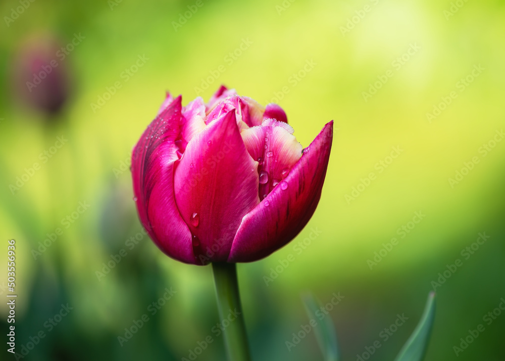 Soft focus of dark pink and white double tulip with water dew drops in spring garden with blurred background. Gardening concept. Copy space