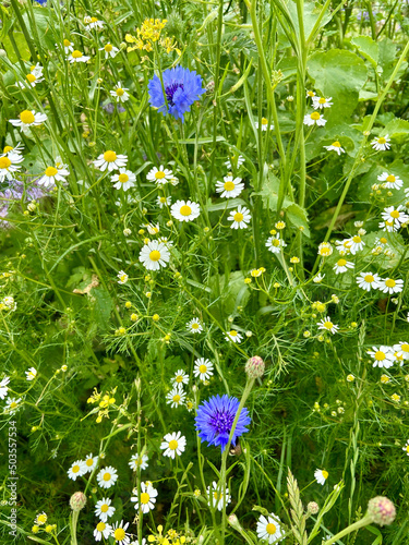 daisies and blue cornflowers on meadow