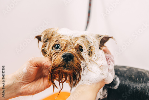 The dog takes a shower