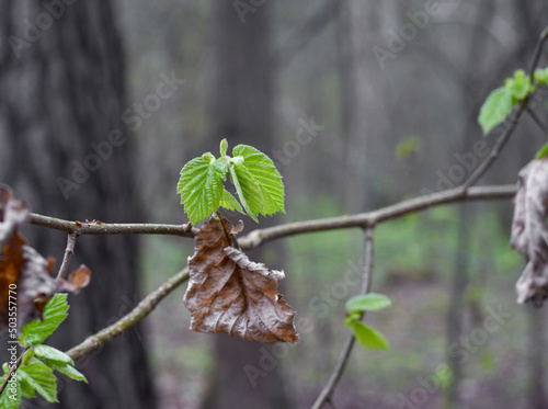 new green leaves next to old dry leaves in the forest, blurred background