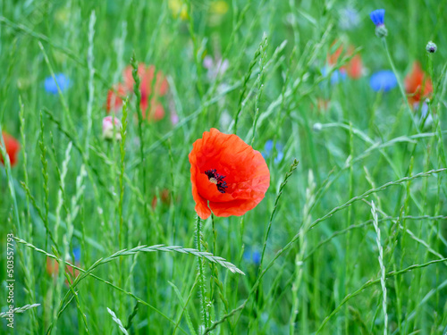 red poppy and other field flowers