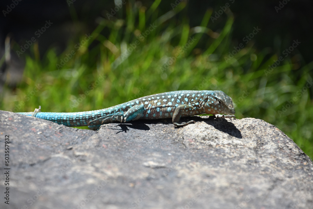 Spotted Blue Lizard on a Rock in Aruba Spotted Blue Lizard on a Rock in Aruba