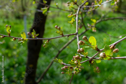 Slightly blossoming buds of wild cherries on the branches of a tree. Selective focus.
