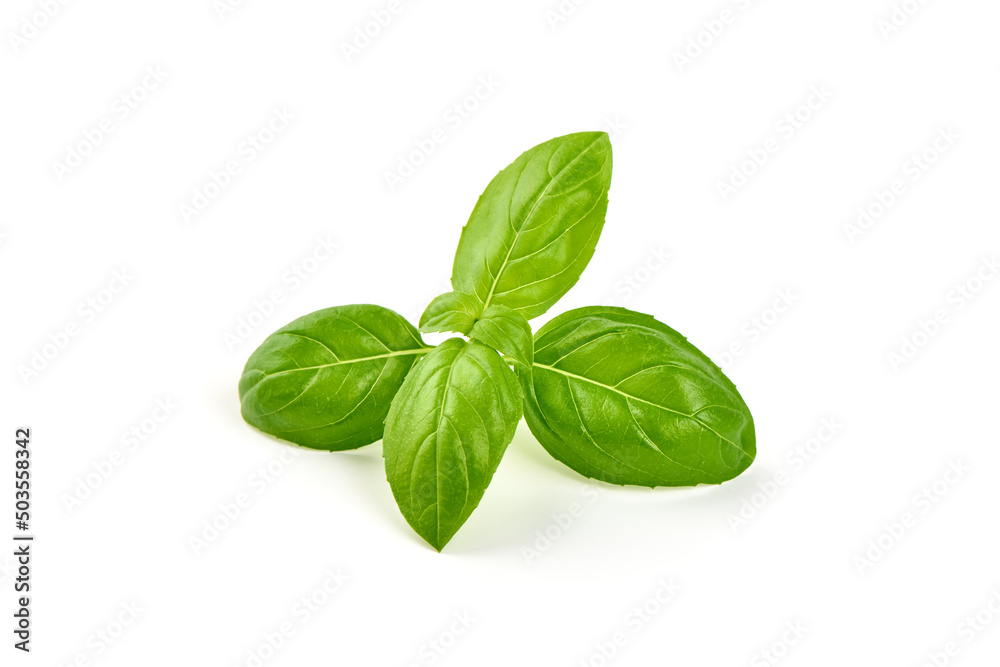 Basil leaves, isolated on white background. Basil leaves, isolated on white background.