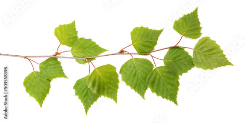 Obraz na plátne Birch branch with leaves