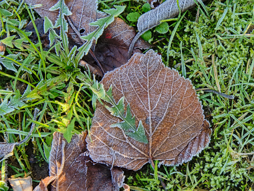 Fototapeta premium Frozen dark brown beech leafs laying in the grass on a cold winter morning 