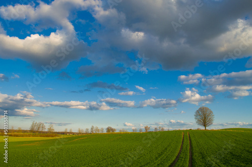 Fototapeta Naklejka Na Ścianę i Meble -  Wiosna