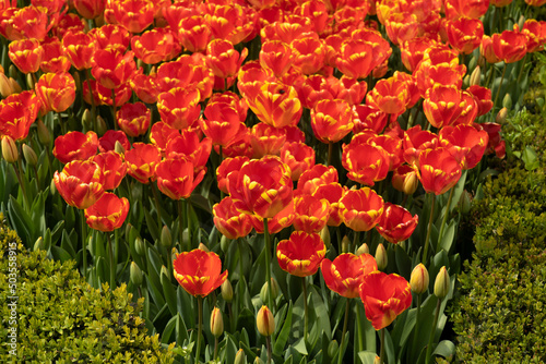 Potted tulips at Flower Park  red and yellow tulips