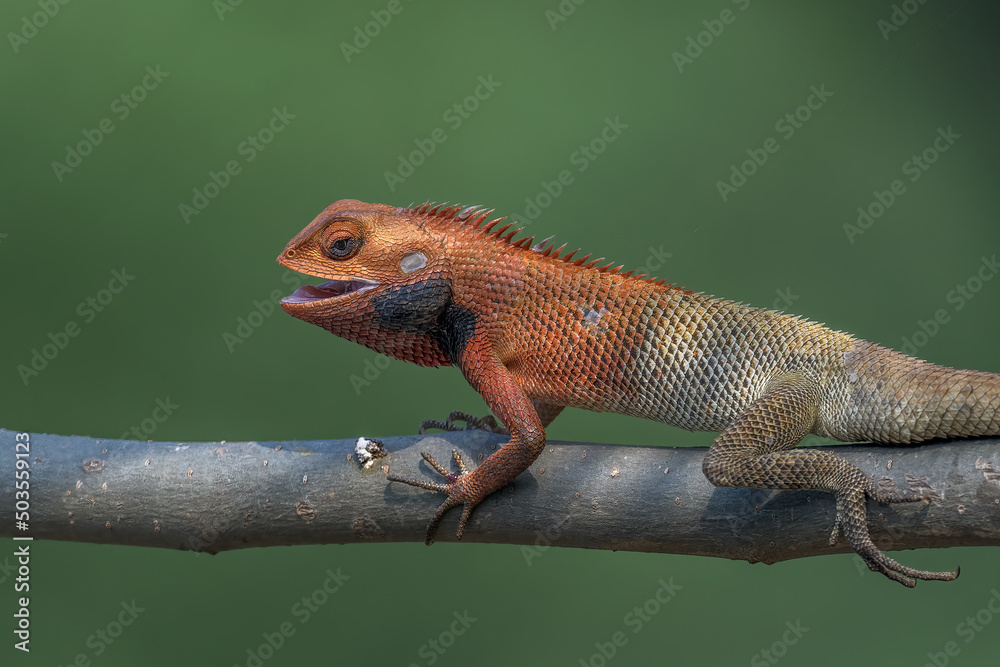 Obraz premium I was framed! By Nikon :)