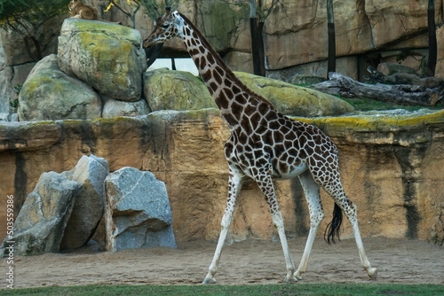 Northern giraffe (Giraffa camelopardalis), also known as three-horned giraffe from the African savannah walking