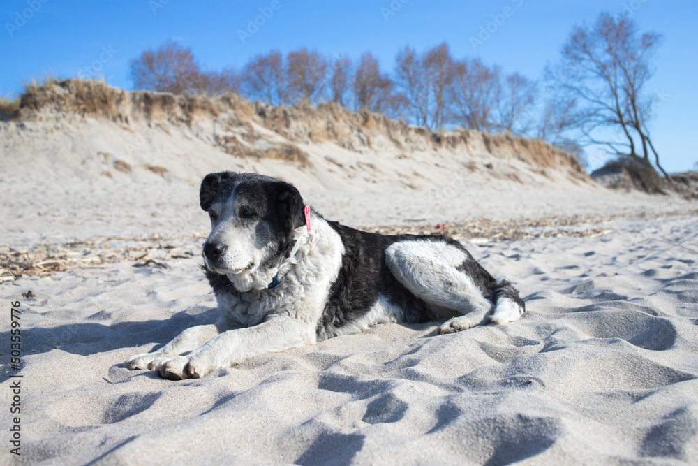Naklejka premium Cute lonely dog lies on the beach near the ocean. Homeless dog is resting on the sand.