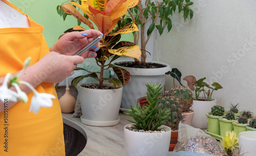 Women's hands hold smartphone and take photos of Aloe juvenna. Selective focus. Picture for articles about hobbies, plants, cacti, succulents. photo