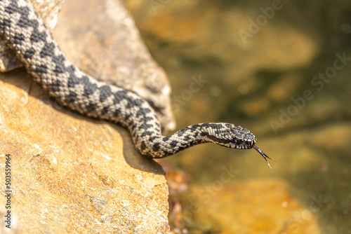Quadro su tela Portrait of a male european crossed viper in early spring,  vipera berus