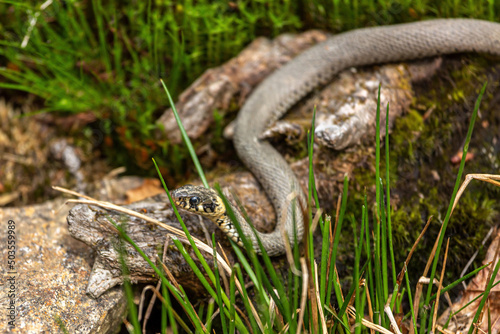Portrait of a common grass snake outdoors, natrix natrix