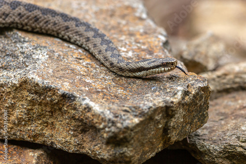  Portrait of a female european crossed viper in early spring, vipera berus photo