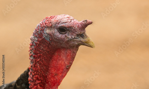Turkey head closeup
