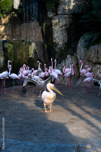 A common pelican with a group of flamingos behind it next to a pond photo