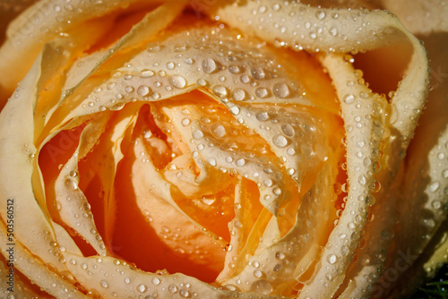 close up of a rose flower wetted with water drops