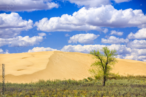 Fototapeta Naklejka Na Ścianę i Meble -  Sagebrush in the Great Sandhills, near Sceptre, Saskatchewan, Canada.