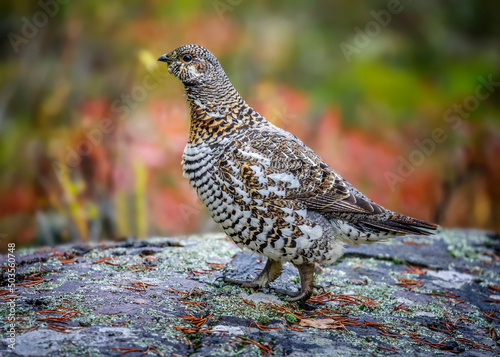 Spruce Grouse or Canada Grouse (Falcipennis canadensis), female, Whiteshell Provincial Park, Manitoba, Canada. photo