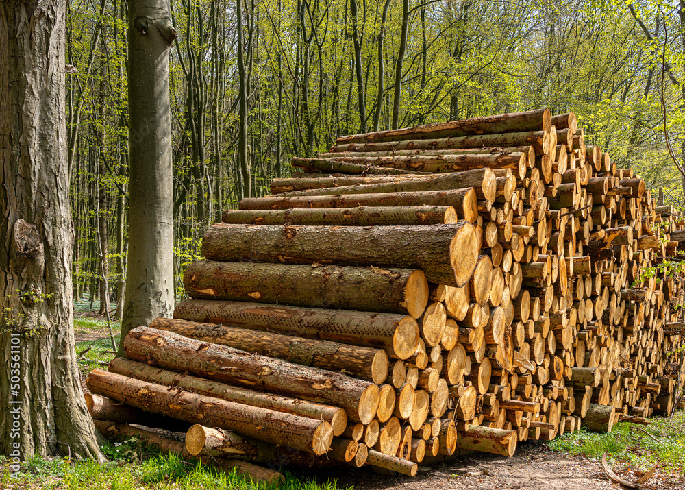 Holzstapel am Wegrand im Wald, Insel Rügen Holzstapel am Wegrand im Wald, Insel Rügen