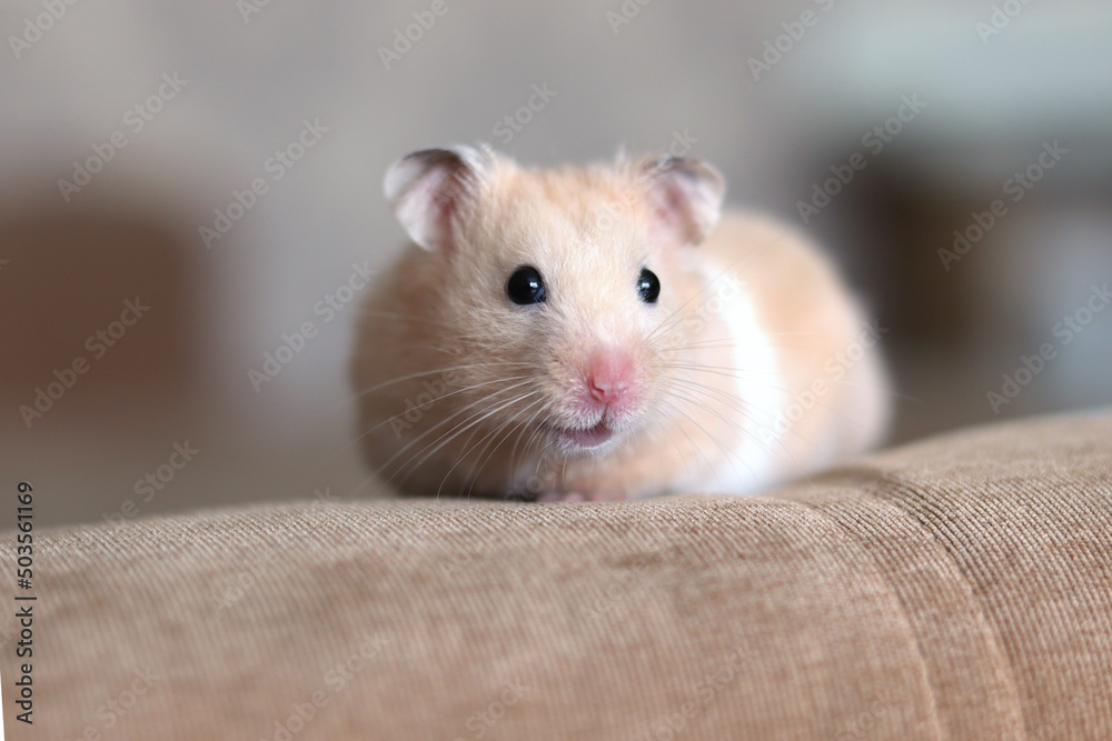 Foto de Funny fluffy hamster close-up. Pet. Hamster looks into the camera  close-up do Stock | Adobe Stock