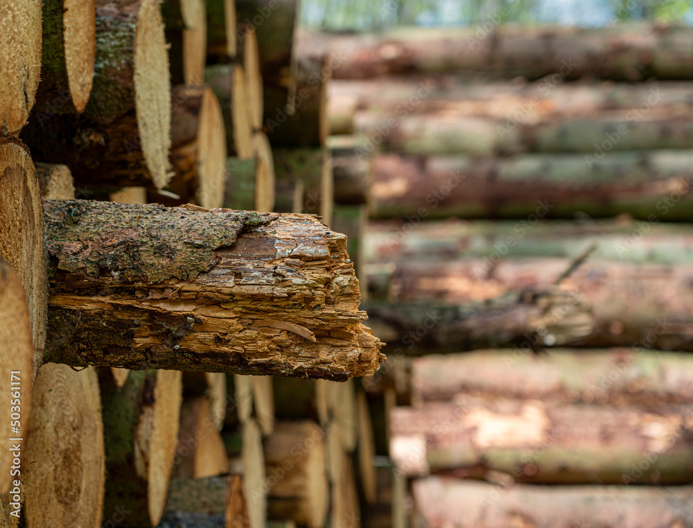 Holzstapel am Wegrand im Wald, Insel Rügen Holzstapel am Wegrand im Wald, Insel Rügen