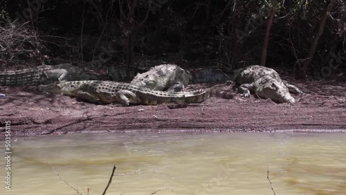 African crocodile in Lake Chamo, Arba Minch, Ethiopia photo