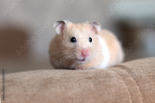 Funny fluffy hamster close-up. Pet. Hamster looks into the camera close-up