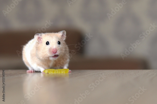 unny fluffy hamster eats yellow fruit, pet eats. Close-up