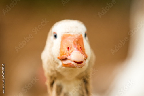 Close-up portrait of a duck Fototapet