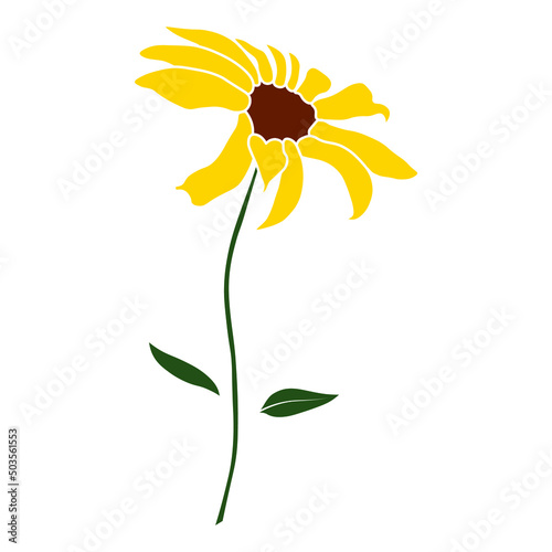 Open heliopsis blossom vector color illustration isolated on white background. Vector sketch style top view hand drawing of wild, heliopsis, false sunflower.