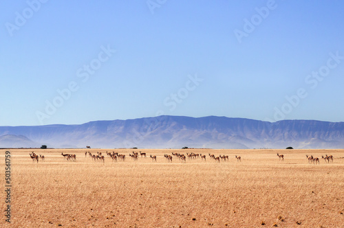 Landscape in the Namib Desert / Landscape with a herd of springbok in the Namib Desert, Namibia, Africa.